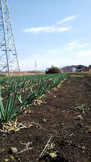 地方自治体から一次産業を守り、地方自治体から国を作る｜しぎはら まい